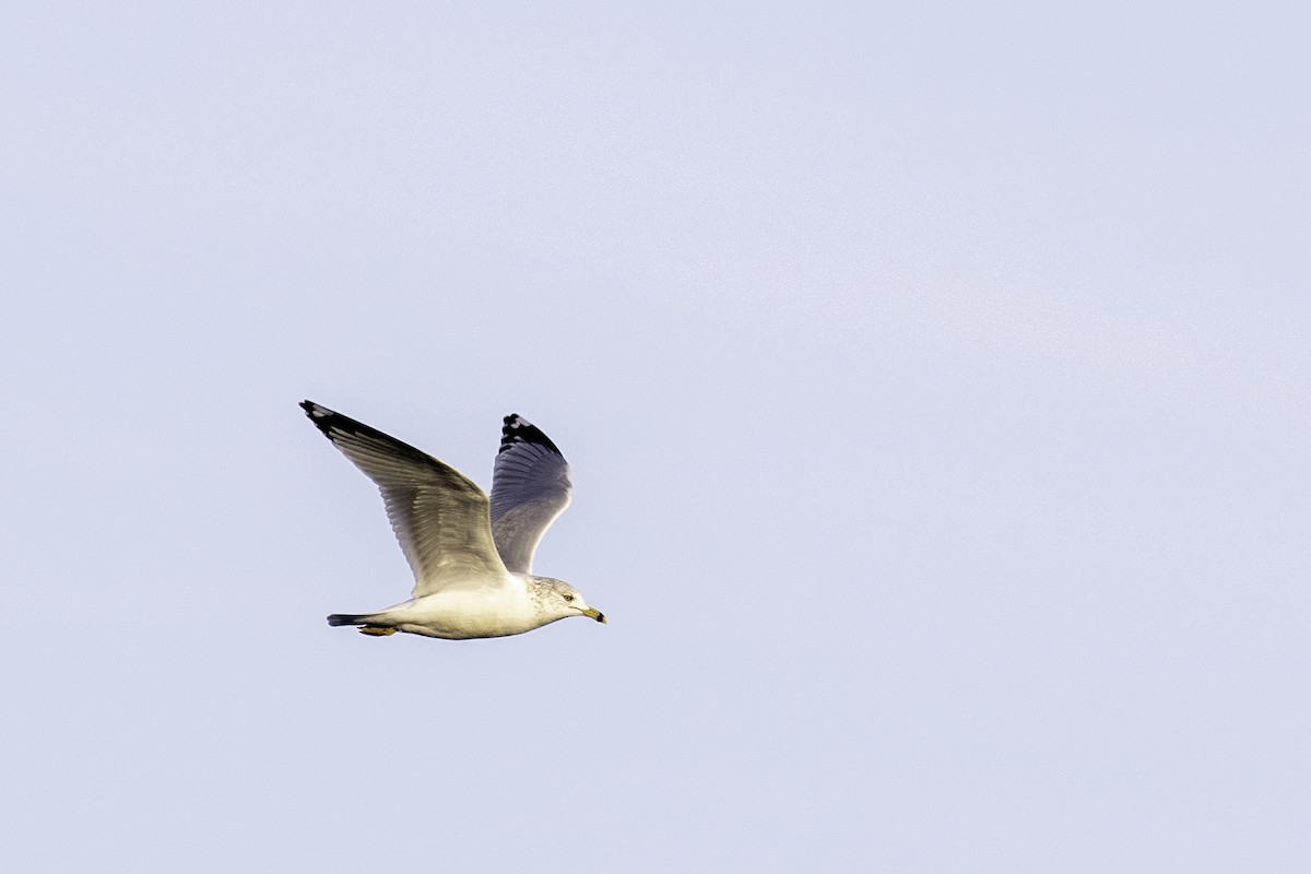 Ring-billed Gull - Colin Sumrall