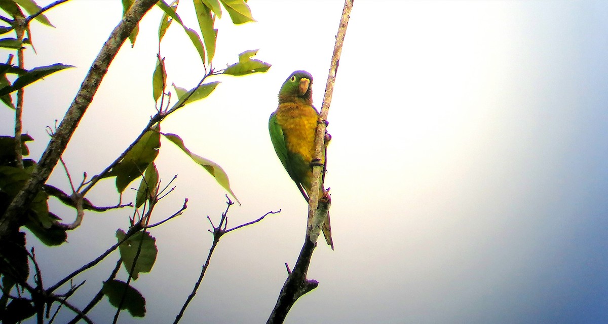 Olive-throated Parakeet - ML192765861