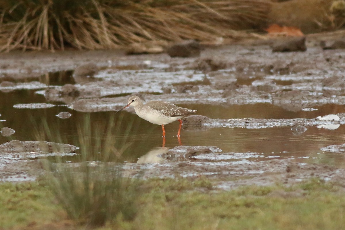 Spotted Redshank - ML192766661