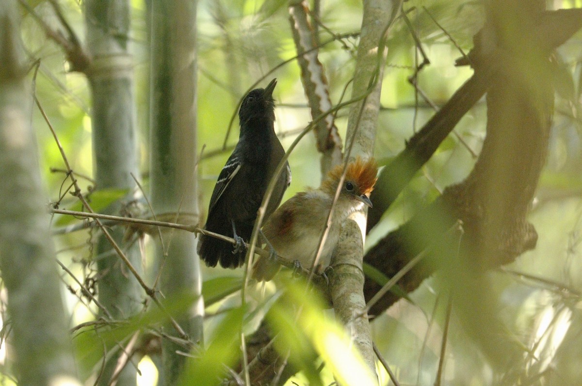 White-lined Antbird - ML192767801