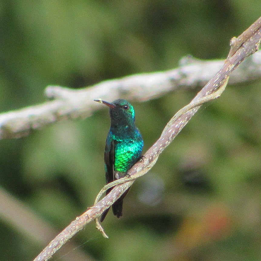 Shining-green Hummingbird - ML192771411