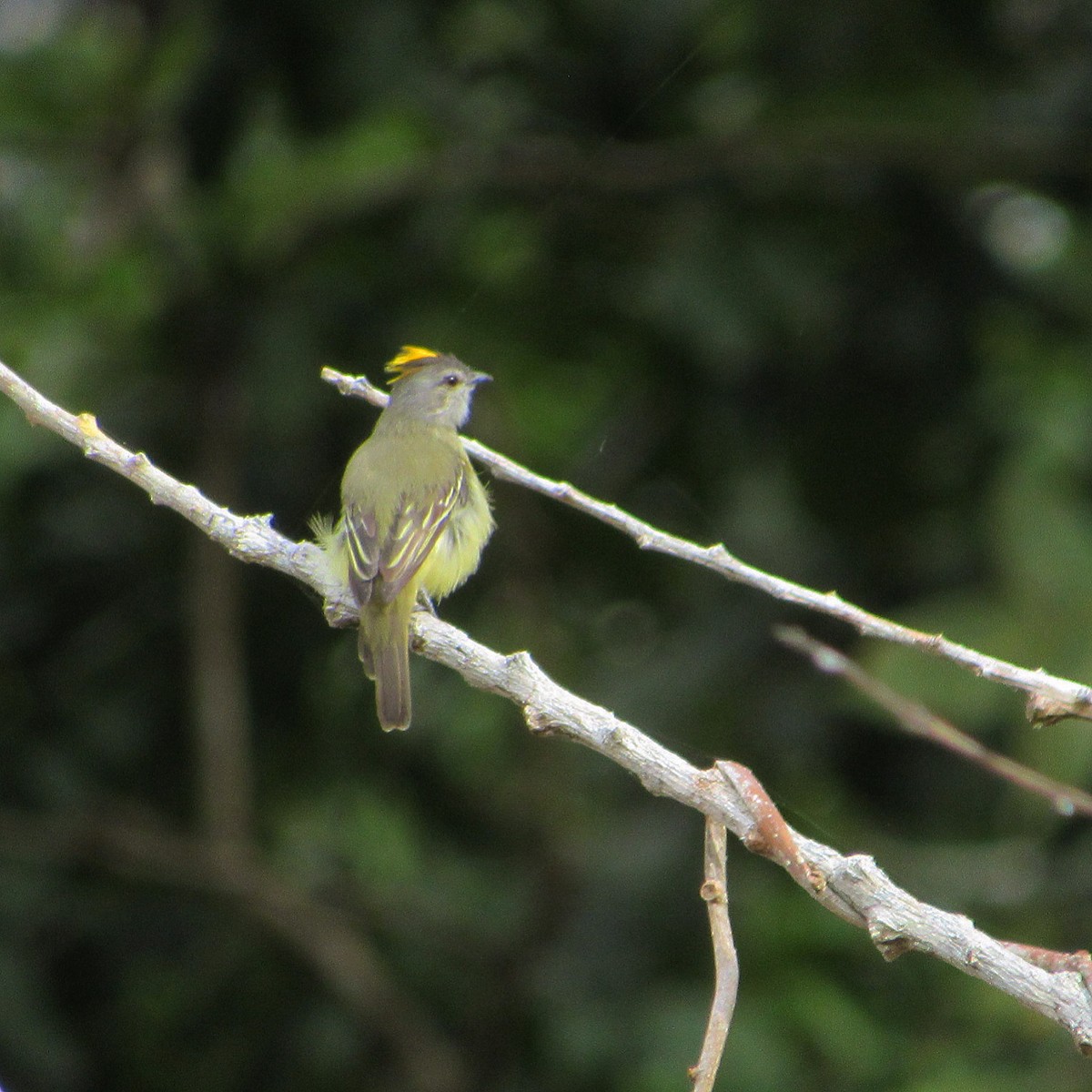 Yellow-crowned Tyrannulet - ML192772471