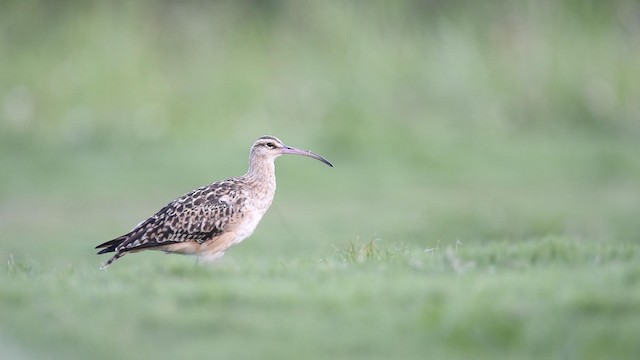 Bristle-thighed Curlew - ML192776021