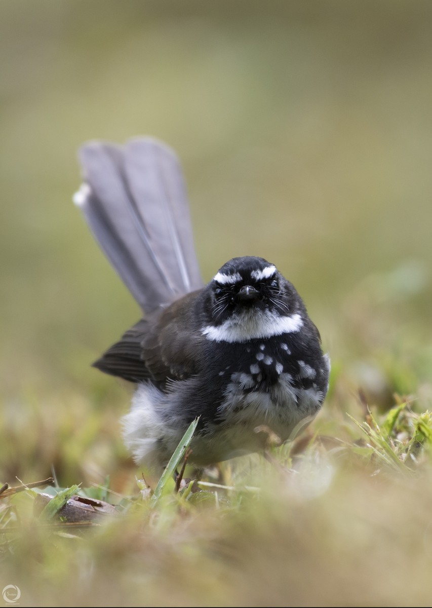 Spot-breasted Fantail - ML192776261
