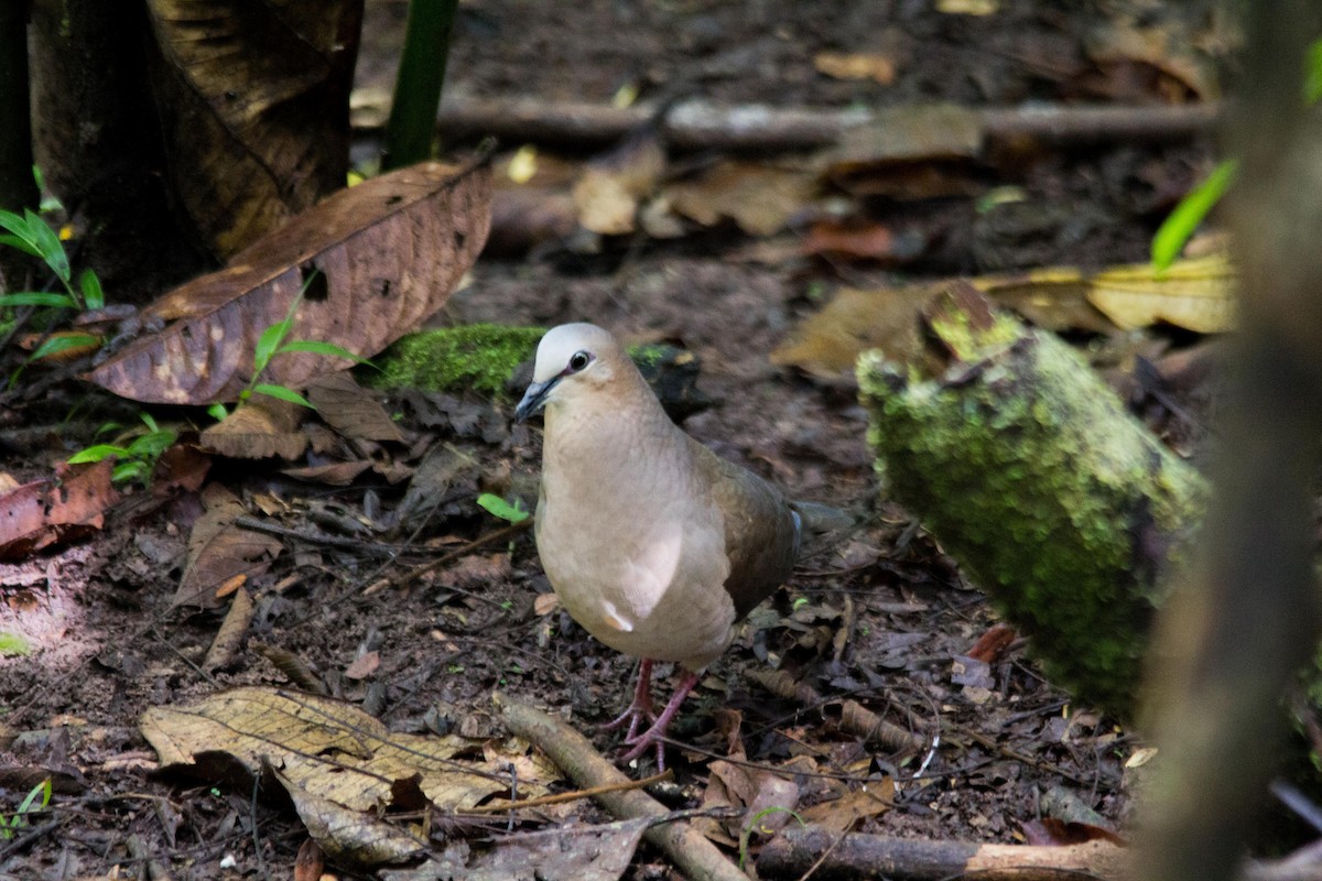 Gray-fronted Dove - kenneth reyes