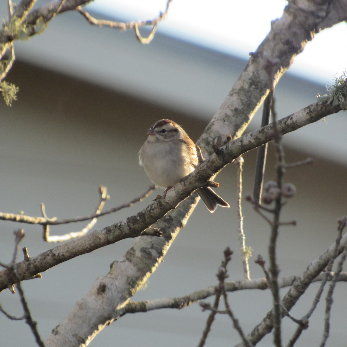 Chipping Sparrow - Judy Behrens
