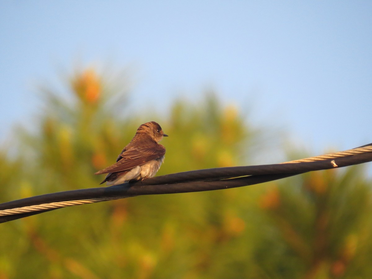 Northern Rough-winged Swallow - ML192778201