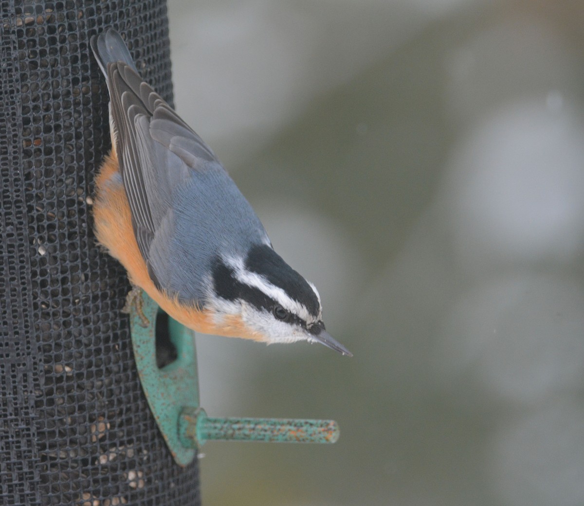 Red-breasted Nuthatch - ML192780541