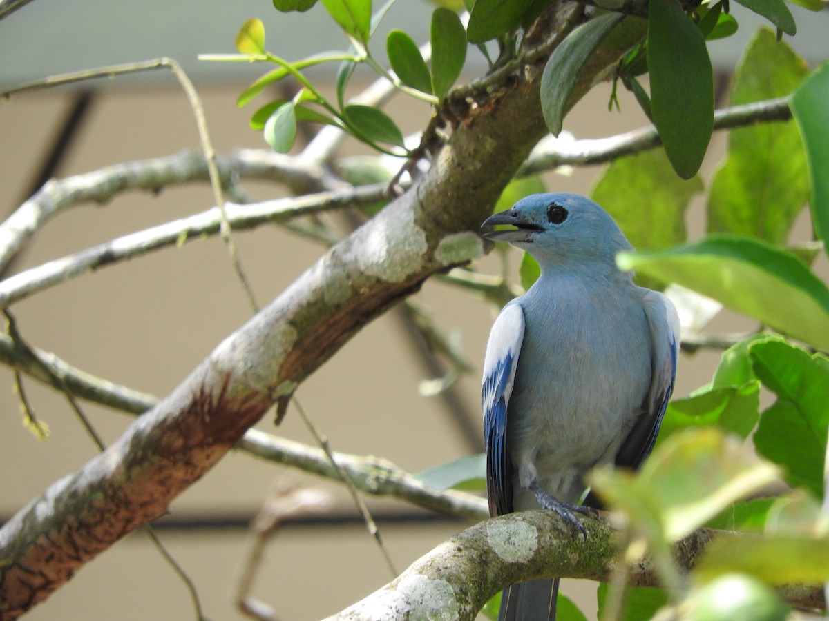 Blue-gray Tanager - ML192781011