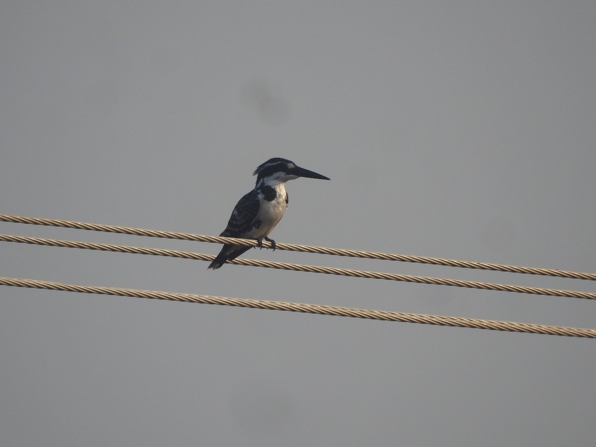 Pied Kingfisher - Manoj Karingamadathil