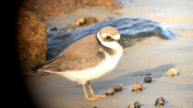 Common Ringed Plover - ML192782211