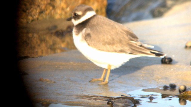 Common Ringed Plover - ML192782241