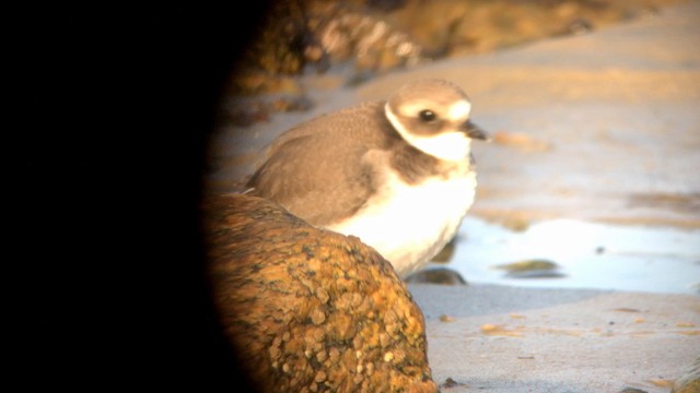 Common Ringed Plover - ML192782291