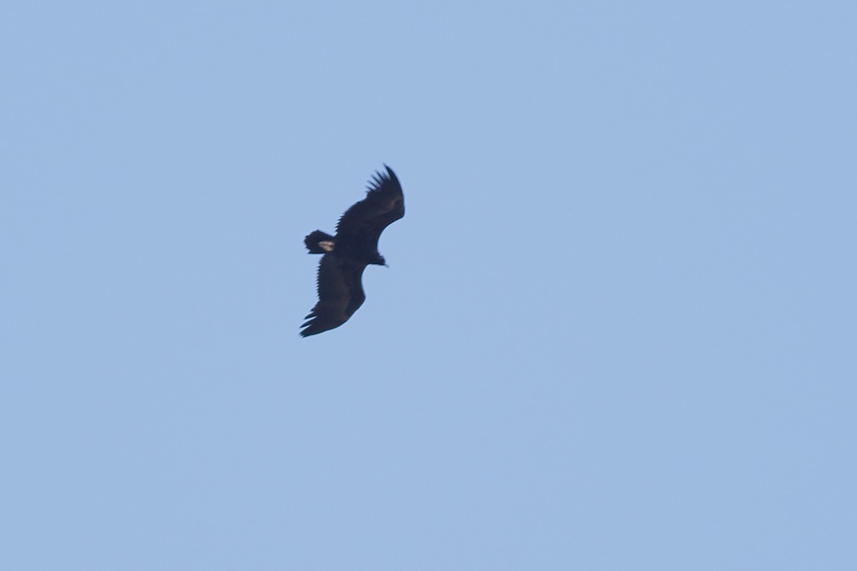 Cinereous Vulture - ML192782861