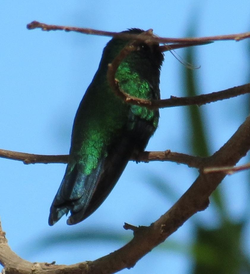 kolibřík modroocasý - ML192783711