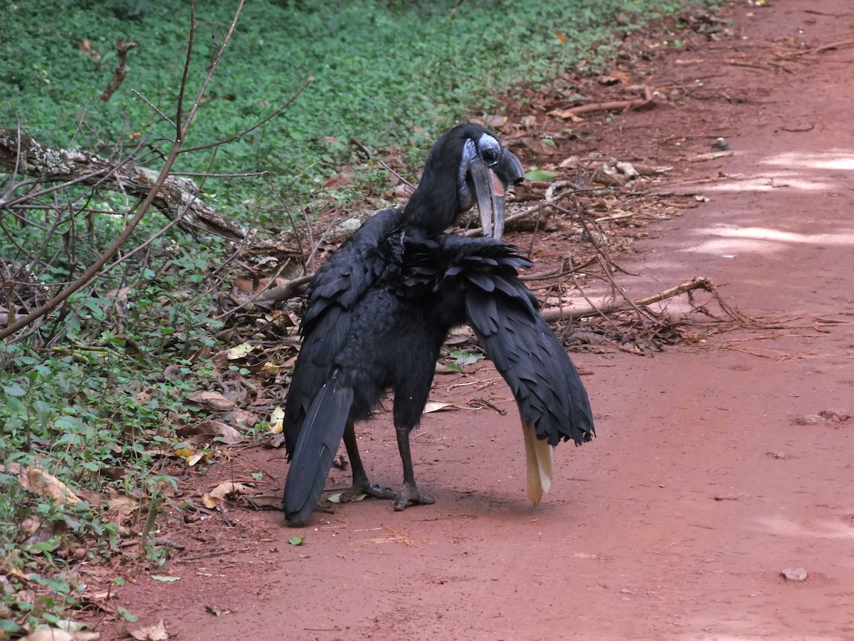 Abyssinian Ground-Hornbill - Honza Grünwald