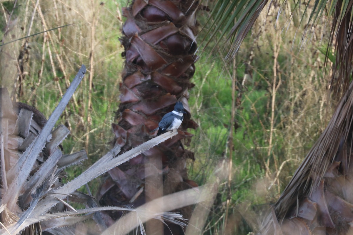 Belted Kingfisher - ML192793621