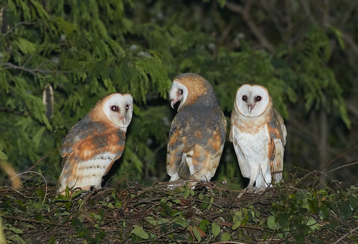 Barn Owl (White-winged) - Andrew Haffenden
