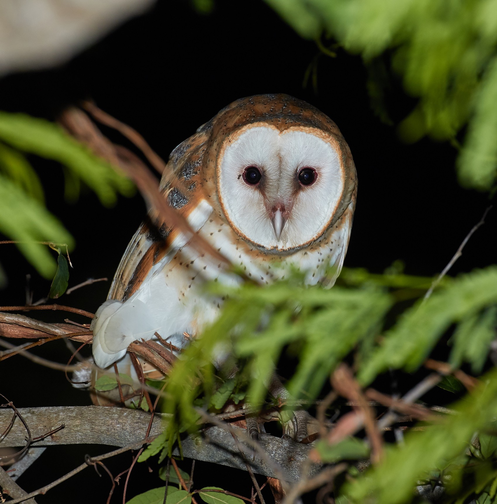 White Barn Owls