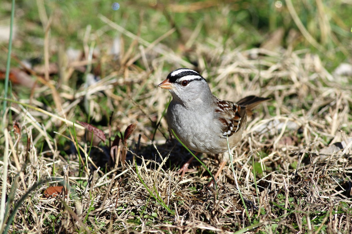 White-crowned Sparrow - Ronald Goddard