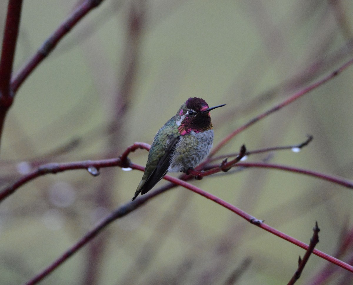 Anna's Hummingbird - ML192801321
