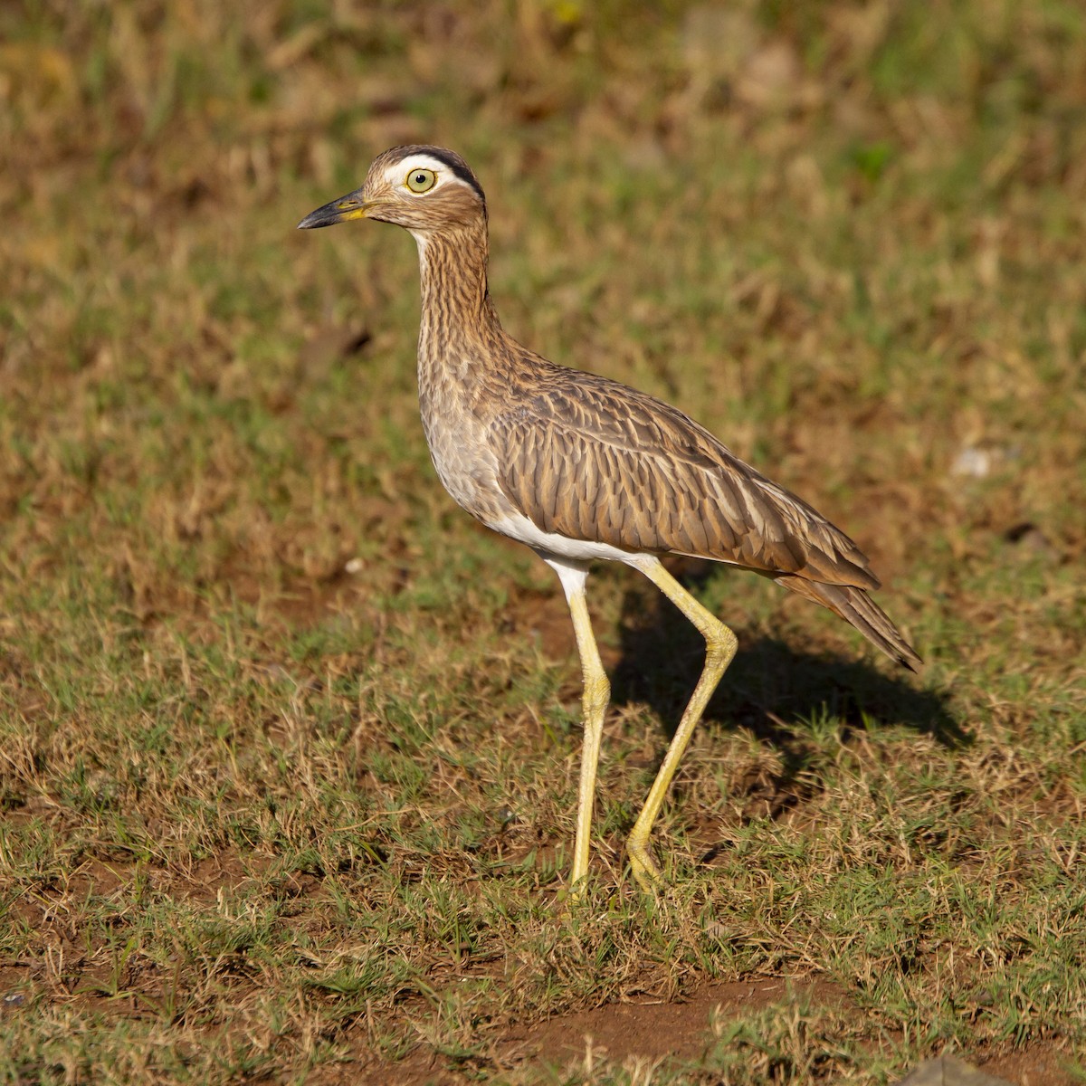 Double-striped Thick-knee - ML192803811