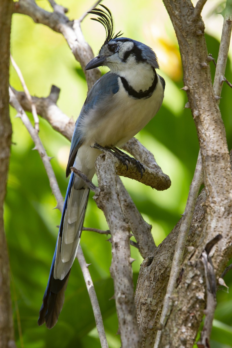White-throated Magpie-Jay - ML192804191