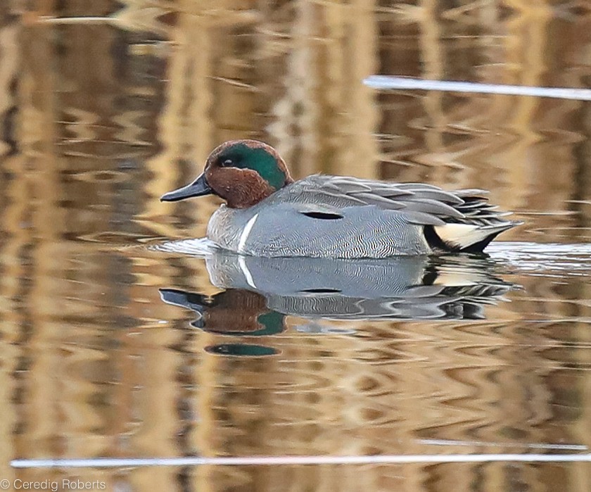 Green-winged Teal - ML192804551