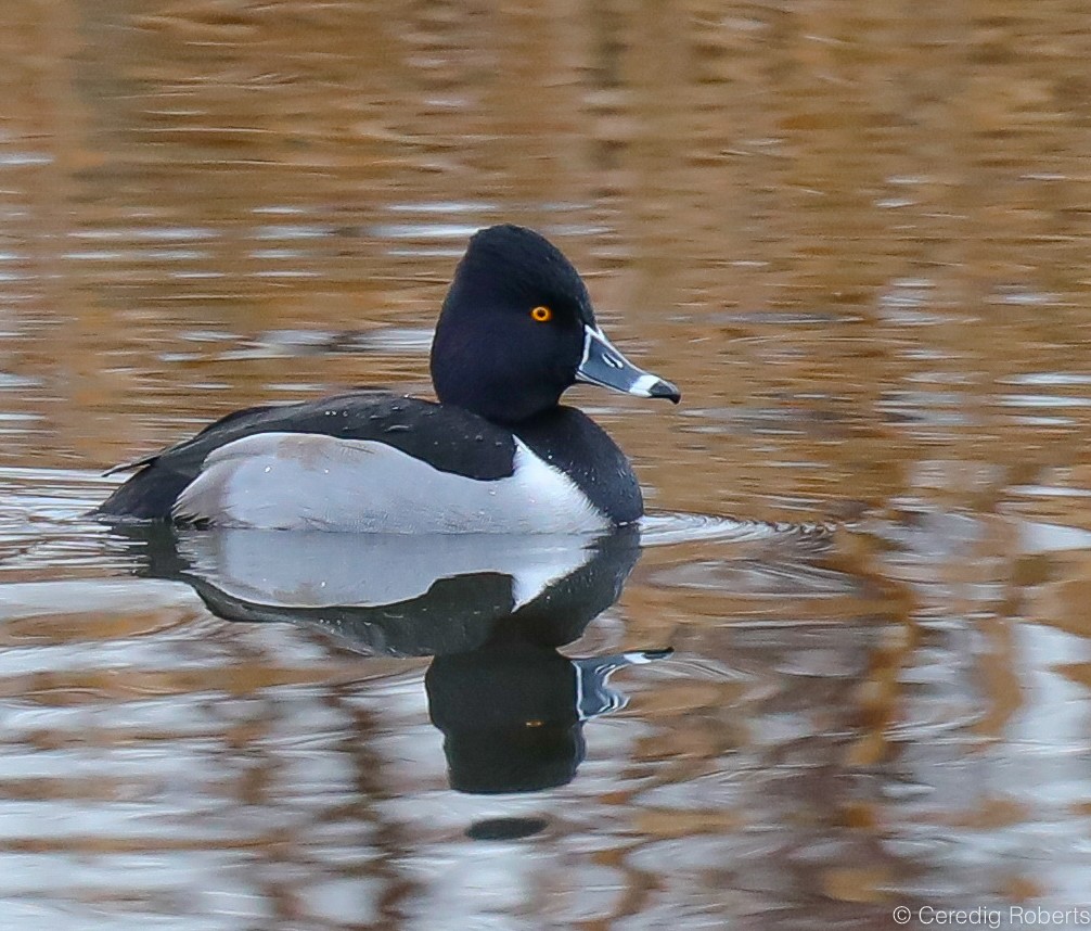 Ring-necked Duck - ML192804591