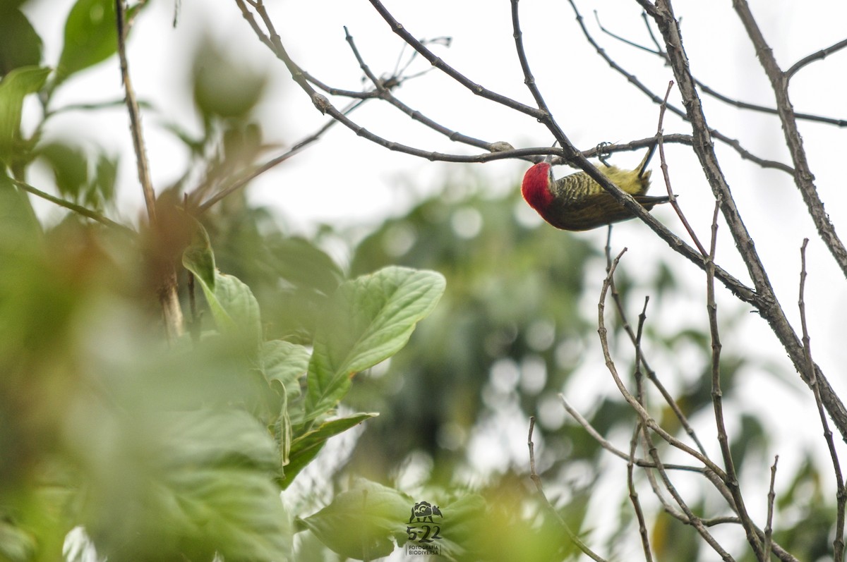 Yellow-vented Woodpecker - ML192809821