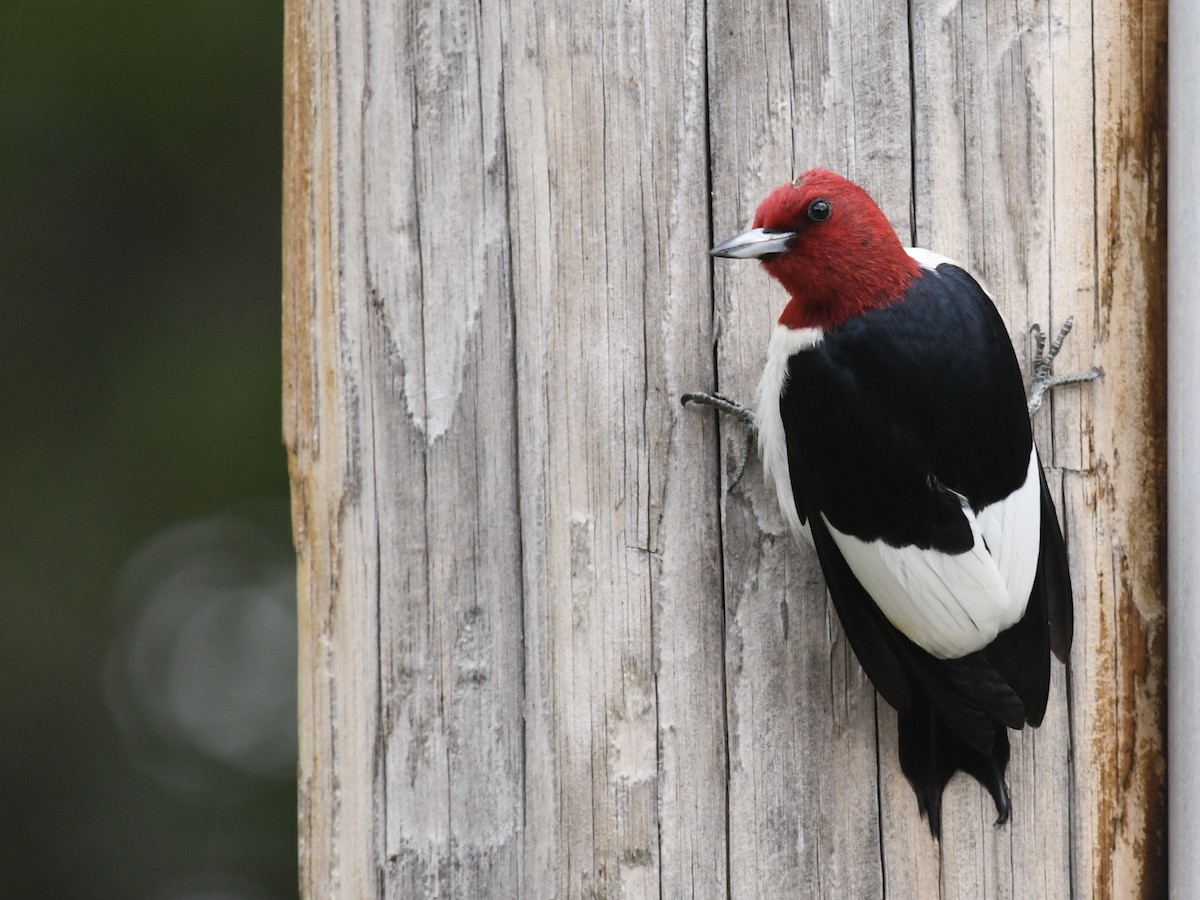 Red-headed Woodpecker - ML192813761