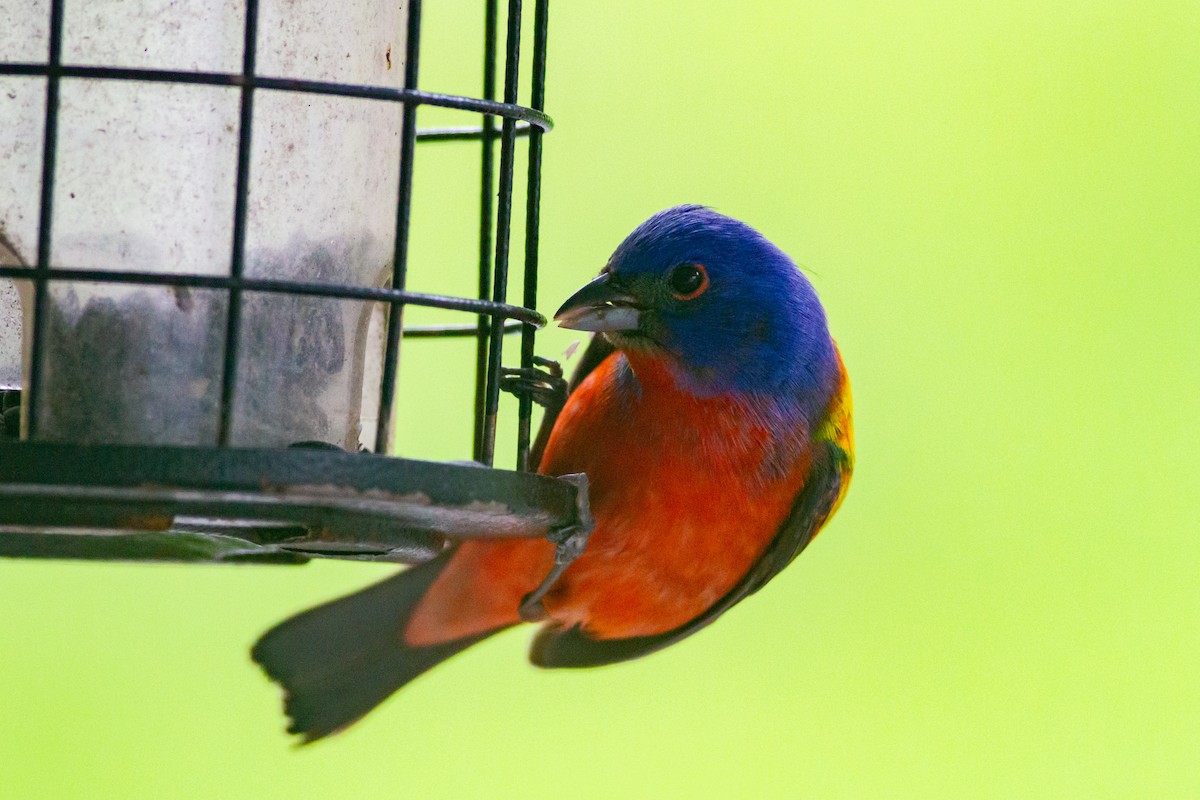 Painted Bunting - ML192814261