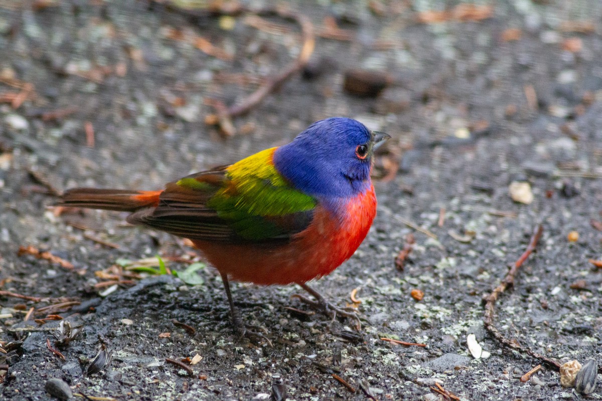 Painted Bunting - ML192814281