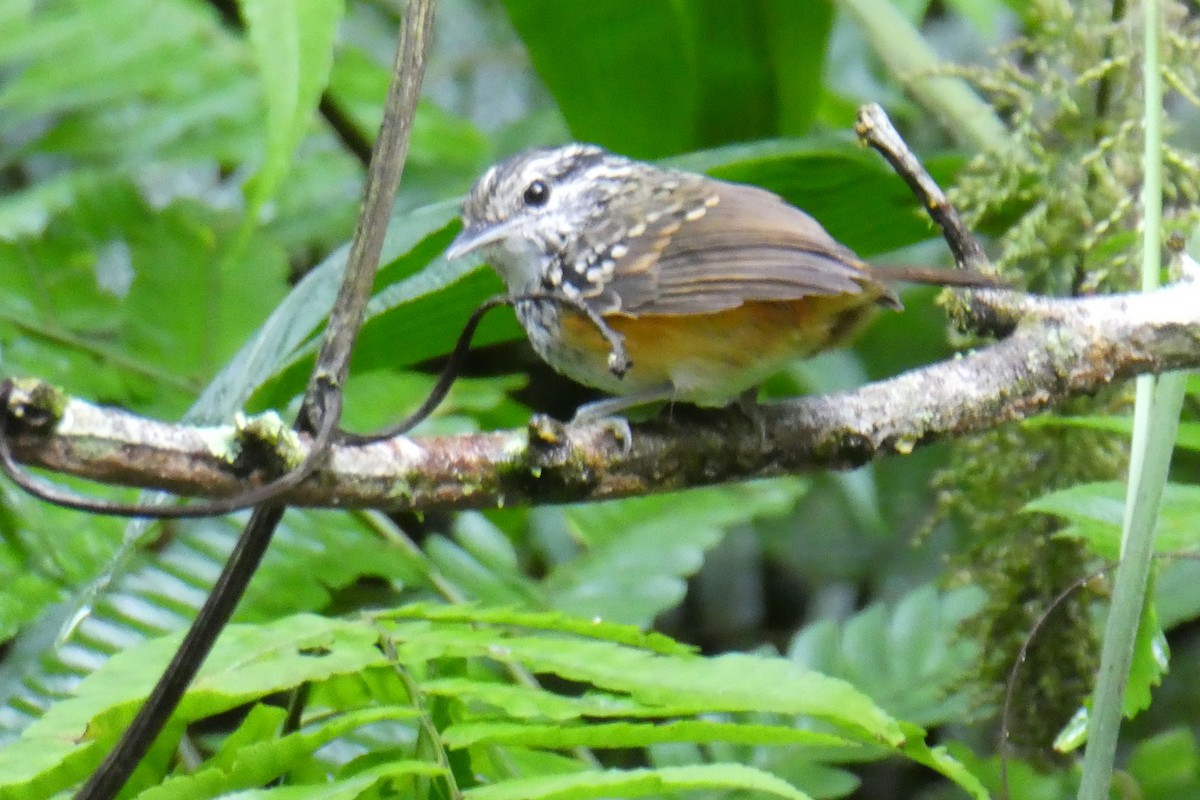 Peruvian Warbling-Antbird - ML192815401