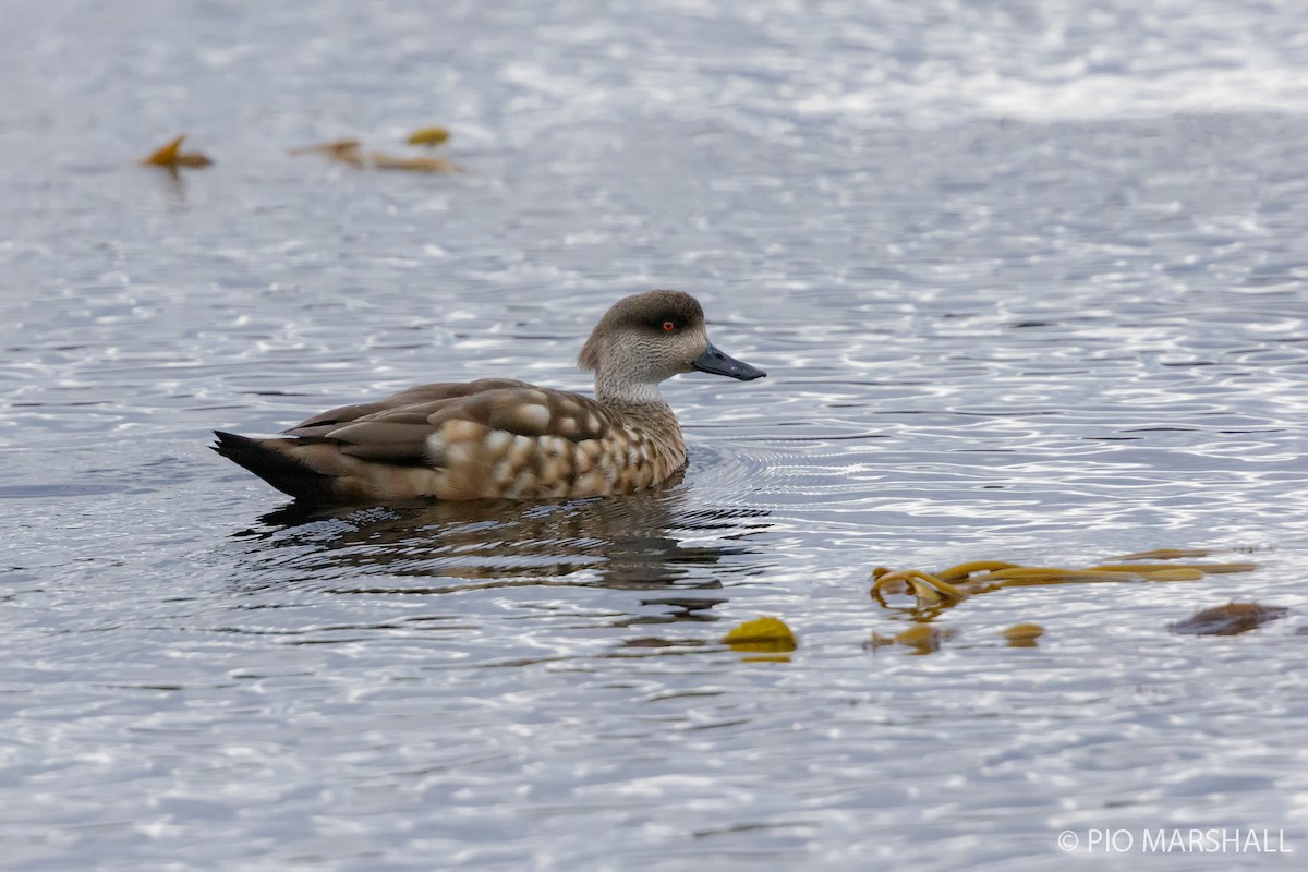 Crested Duck - ML192816591
