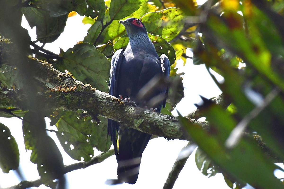 Madagascar Blue-Pigeon - Gerd Schön