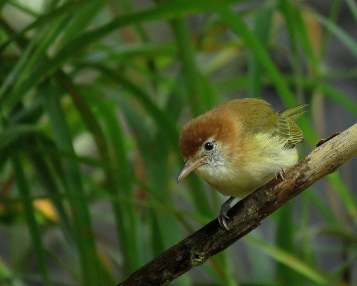 Rufous-naped Greenlet - ML192818261