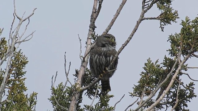 Northern Pygmy-Owl (Rocky Mts.) - ML192821171