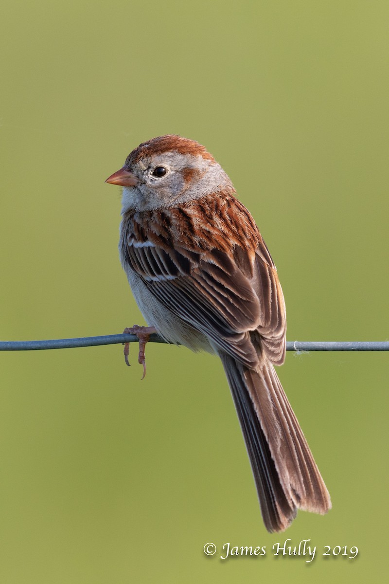 Field Sparrow - ML192821191