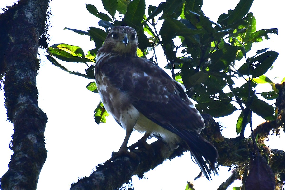 Madagascar Cuckoo-Hawk - Gerd Schön