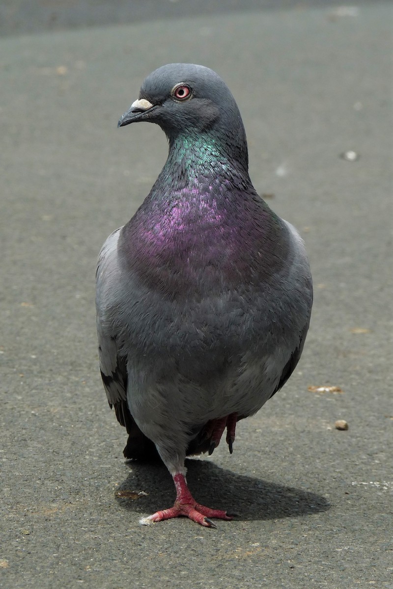 Rock Pigeon (Feral Pigeon) - ML192822881