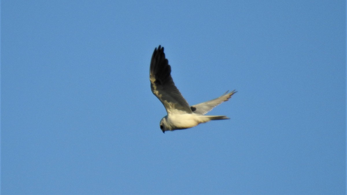 White-tailed Kite - Pablo Alejandro Pla