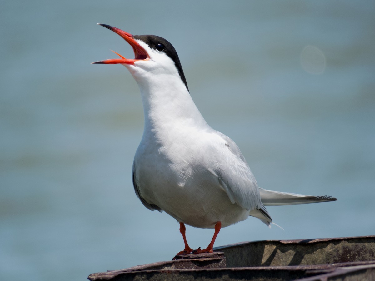 Common Tern - Trevor Zook