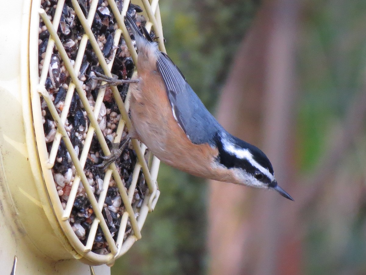 Red-breasted Nuthatch - ML192828191