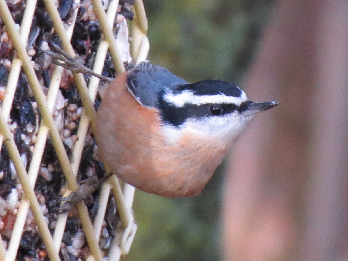 Red-breasted Nuthatch - ML192828291