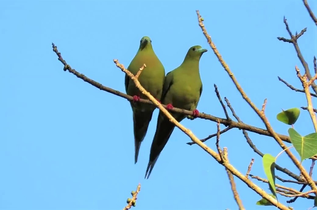 Pin-tailed Green-Pigeon - ML192828761