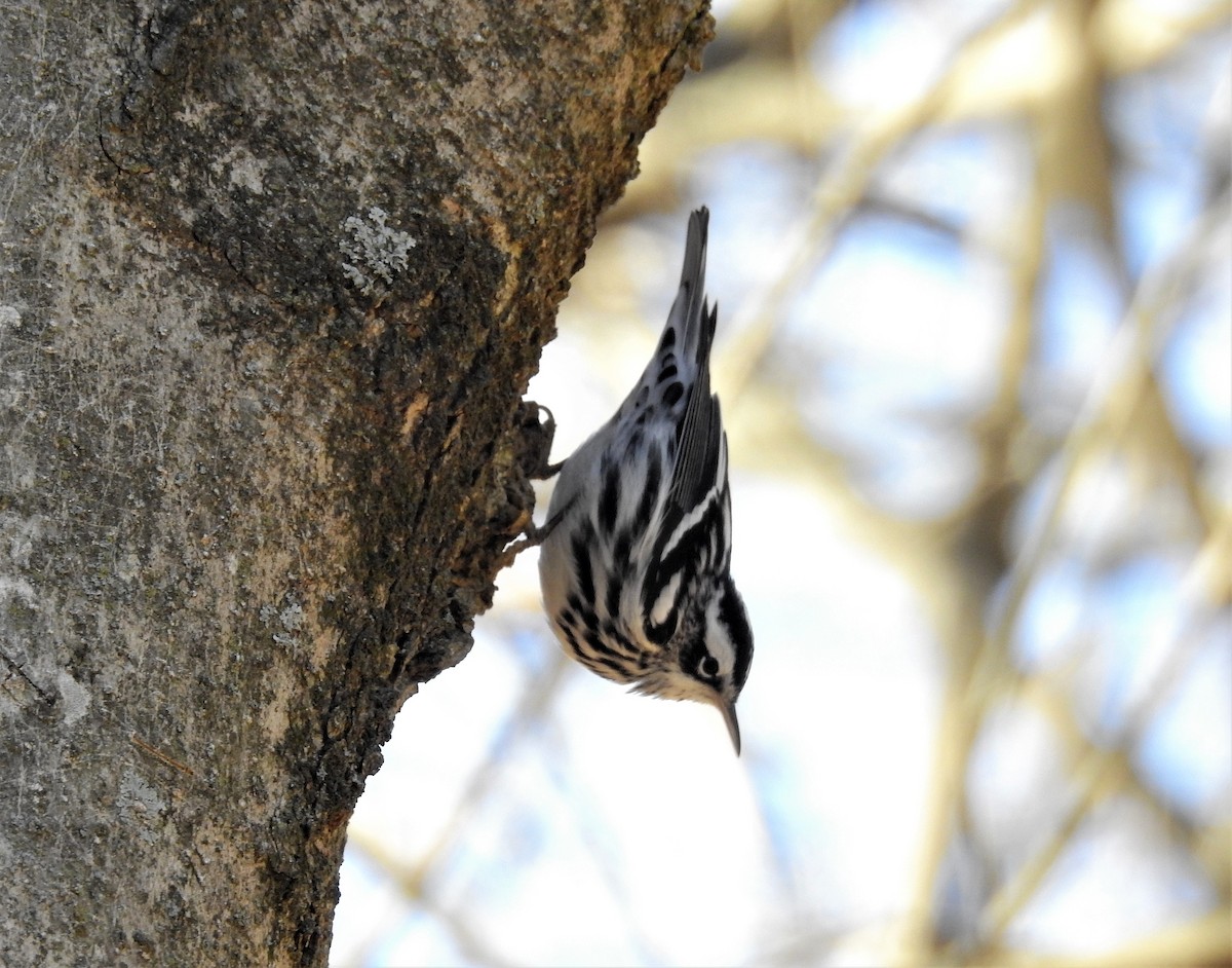 Black-and-white Warbler - ML192830321