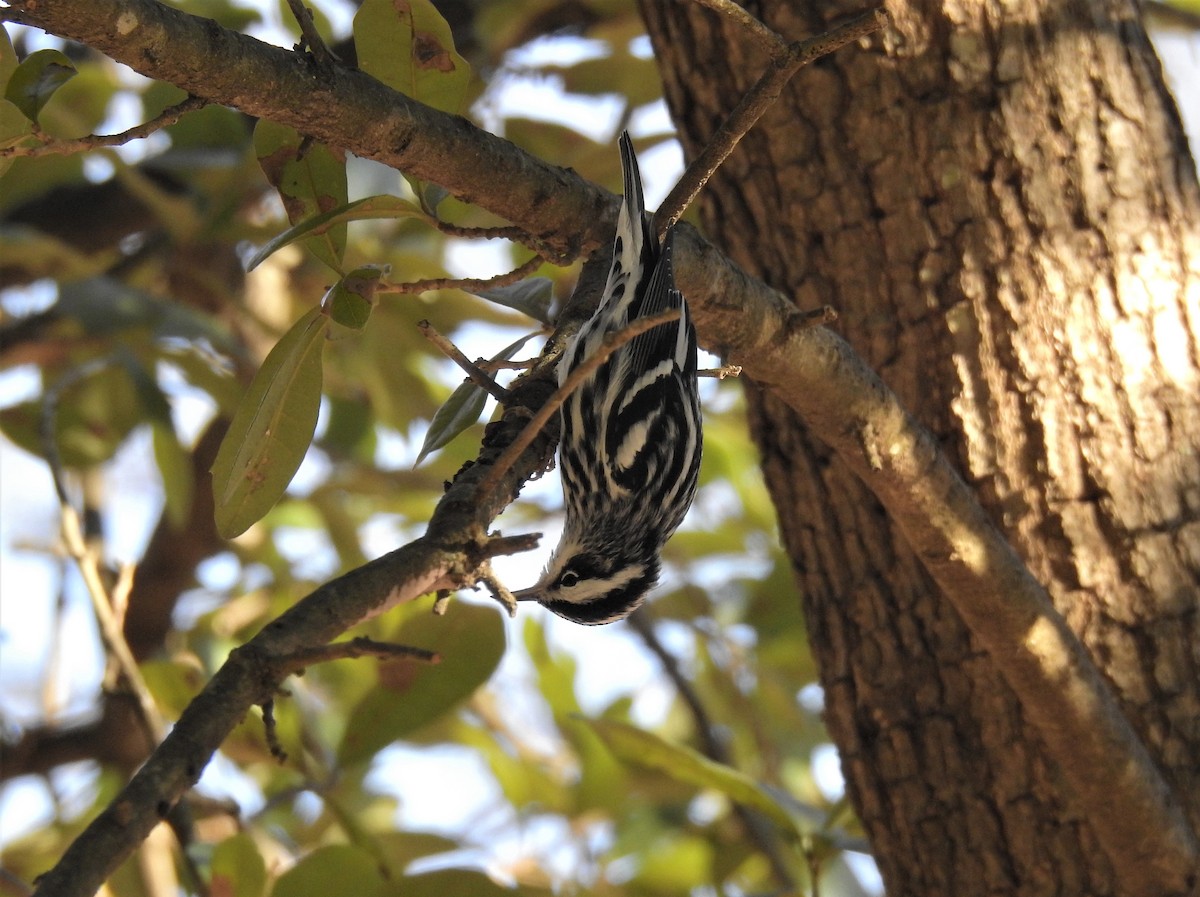 Black-and-white Warbler - ML192830331