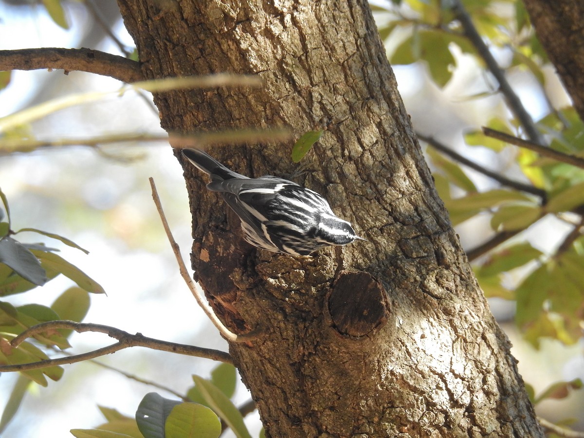 Black-and-white Warbler - ML192830351