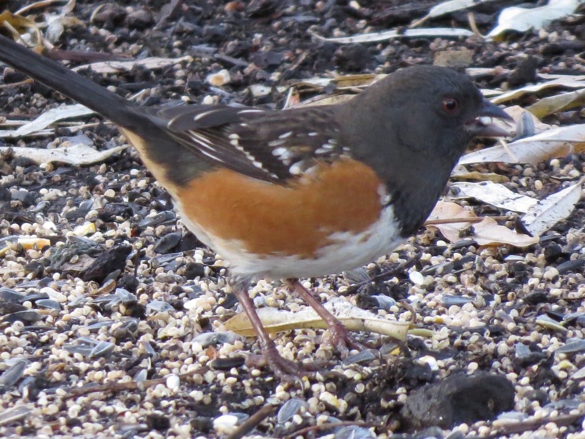 Spotted Towhee - ML192832121